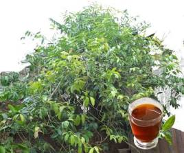 Té de guayusa